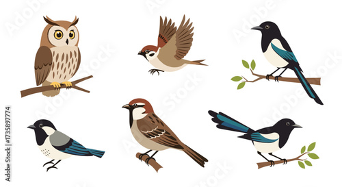 A diverse collection of six different types of birds displayed on branches.