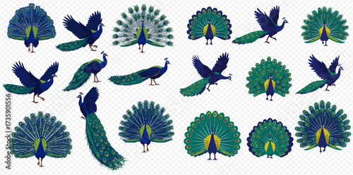 A collection of peacock illustrations in various poses and tail displays.