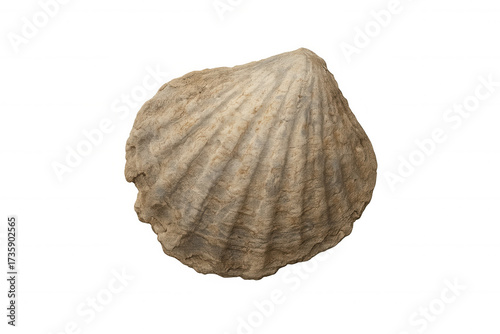 Fossilized seashell showing ribbed bivalve shell texture, ancient mollusk remains on transparent background