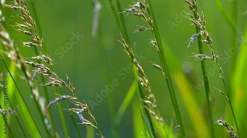 green grass in the wind