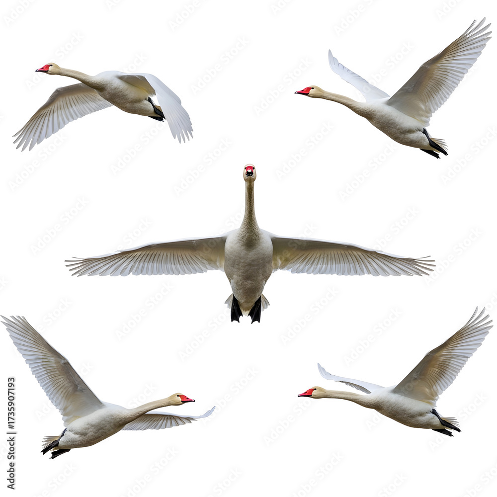 Fototapeta premium Five white swans in various flying positions, showcasing their wings and distinctive red beaks. Isolated on a transparent background.