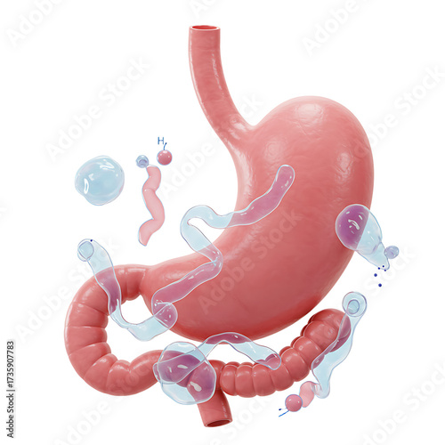 Stomach Anatomy with Clear Digestive Process on White Background