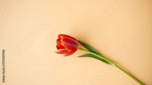 A single vibrant red tulip in full bloom against a beige background, symbolizing celebration.