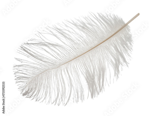 Minimalist Ostrich Feather with Water Droplets, Fresh Nature PNG