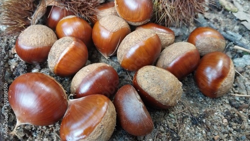 chestnut burrs