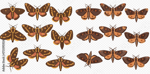 A collection of brown and orange moth illustrations arranged on a white background.