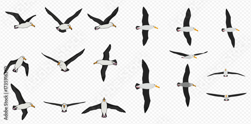 A collection of albatrosses in various flight positions against a transparent background.