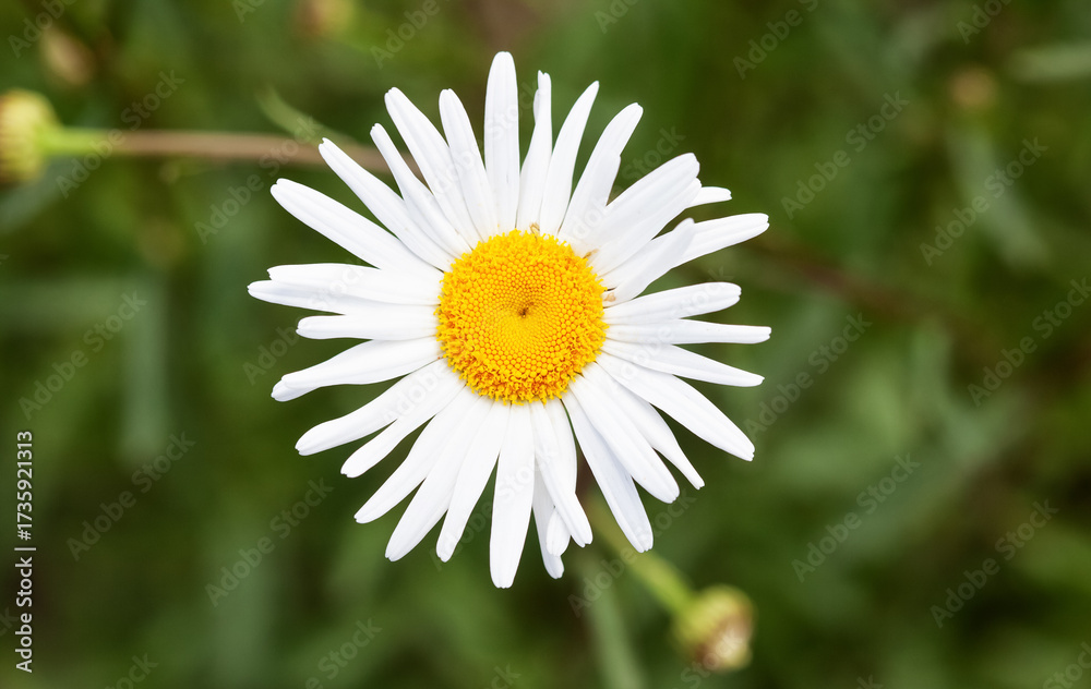 Obraz premium Blooming chamomile field in the garden. Growing herbal plants.