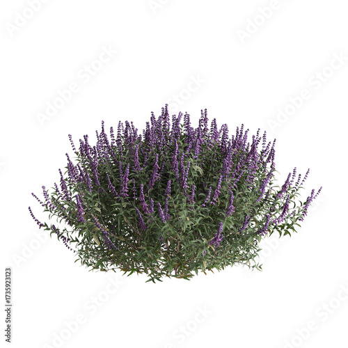 3d illustration of bush Salvia leucantha isolated on transparent background