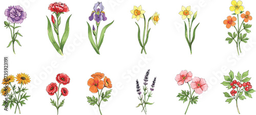 Colorful flower illustration collection, diverse floral species with leaves and berries, seasonal nature design, botanical vector art for decorative themes
