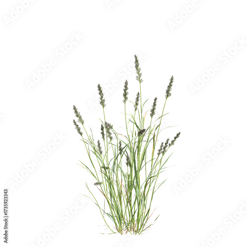 3d illustration of bush Polypogon fugax isolated on transparent background