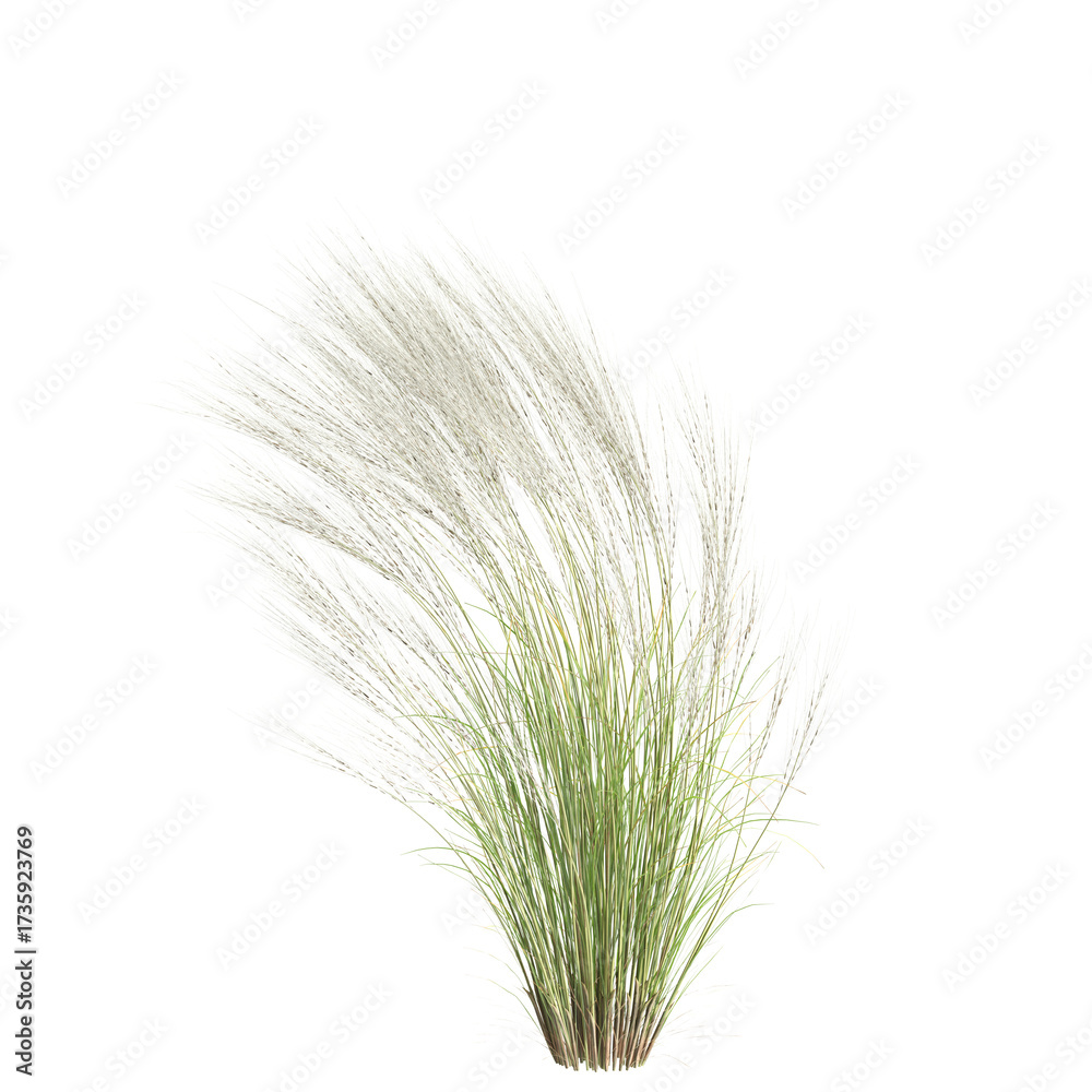 Fototapeta premium 3d illustration of bush Nassella tenuissima isolated on transparent background