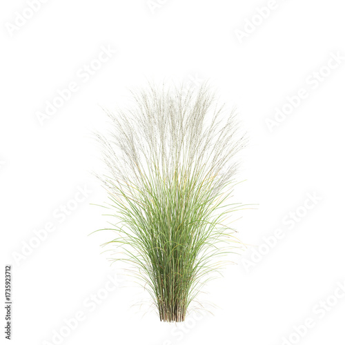 3d illustration of bush Nassella tenuissima isolated on transparent background
