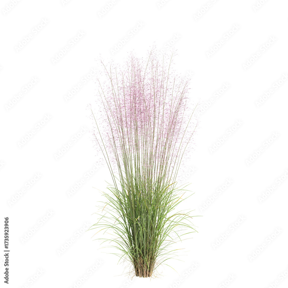 Fototapeta premium 3d illustration of bush Muhly grass isolated on transparent background