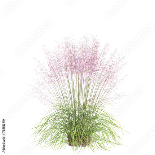 3d illustration of bush Muhly grass isolated on transparent background