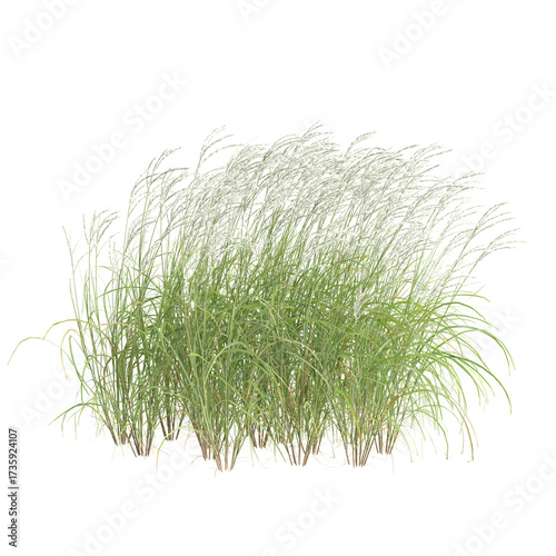 3d illustration of bush Miscanthus sinensis isolated on transparent background