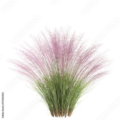 3d illustration of bush Muhly grass isolated on transparent background
