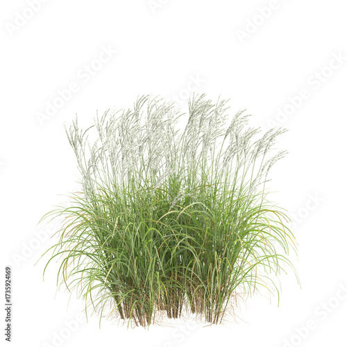 3d illustration of bush Miscanthus sinensis isolated on transparent background