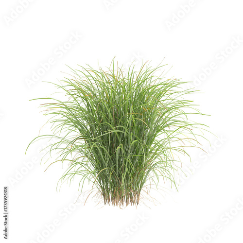 3d illustration of bush Miscanthus sinensis isolated on transparent background