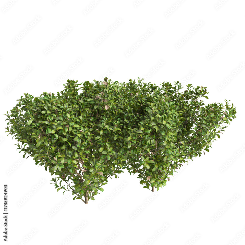 Obraz premium 3d Illustration of Buxus Microphylla Green Shrub isolated on transparent background