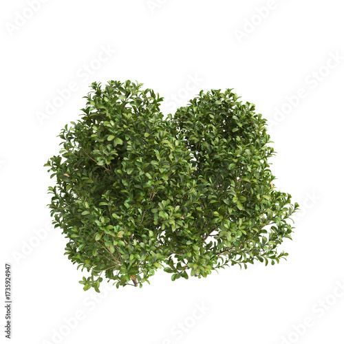 3d Illustration of Buxus Microphylla Green Shrub isolated on transparent background