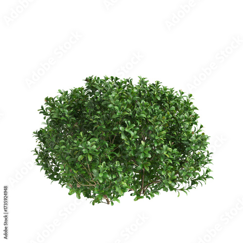 3d Illustration of Buxus Microphylla Green Shrub isolated on transparent background
