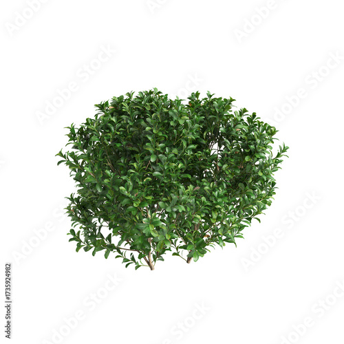 3d Illustration of Buxus Microphylla Green Shrub isolated on transparent background