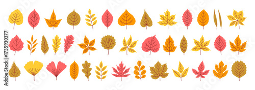 Big set of autumn leaves in yellow, red, brown, and orange colors. Fall background, foliage of maple, birch, oak, poplar, acacia, and others isolated on white. Silhouette icons. Vector illustration