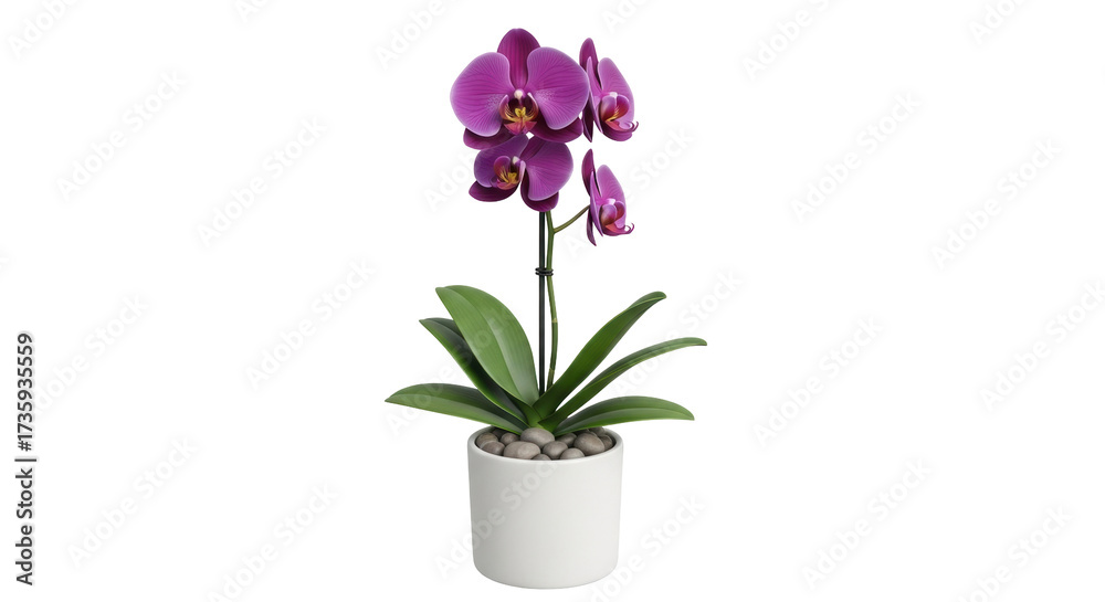 Naklejka premium Isolated indoor decorative orchid plant, purple blossoms growing in a white ceramic pot