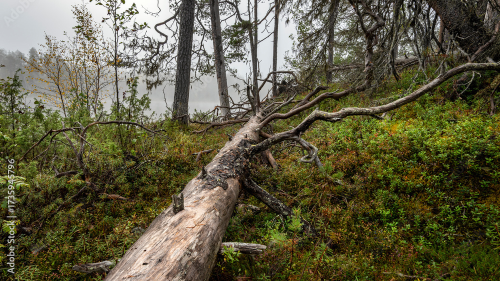 Fototapeta premium Paysage de Laponie en Finlande à l'automne dans le Parc National d'Oulanka