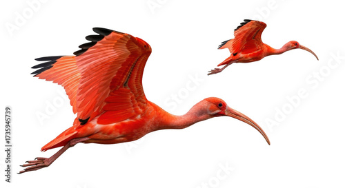 Isolated pair of scarlet ibis birds soaring in the air during migration season travel
