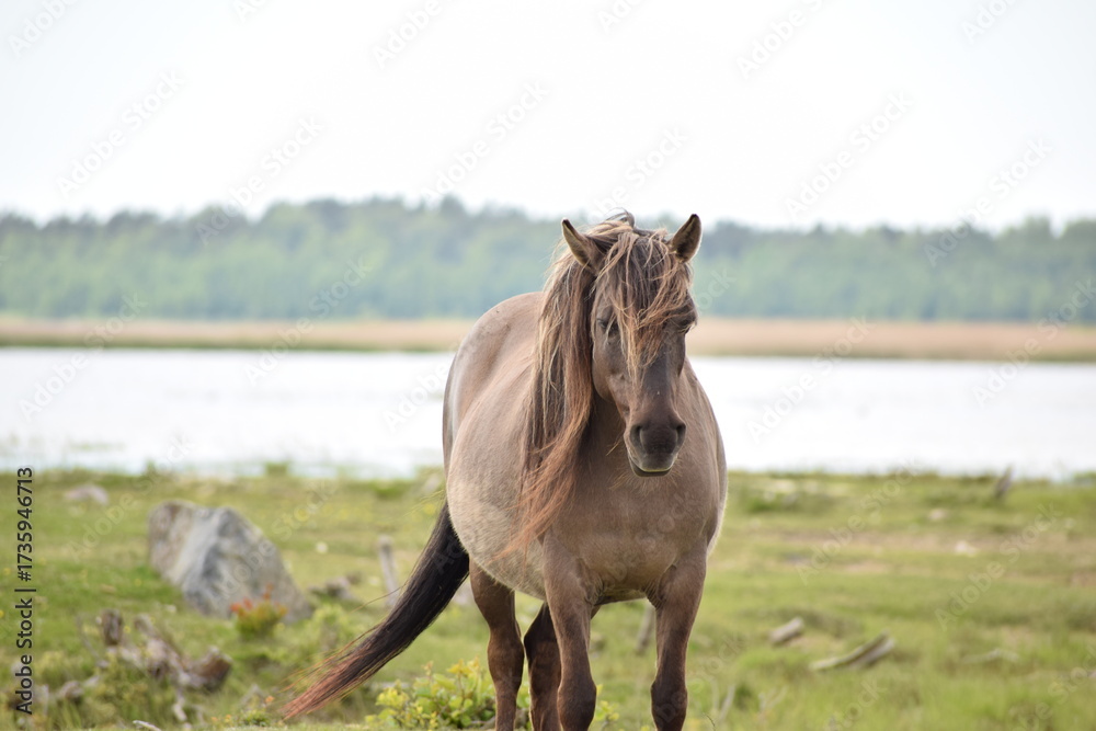 Fototapeta premium Wild horses grazing near river in green landscape