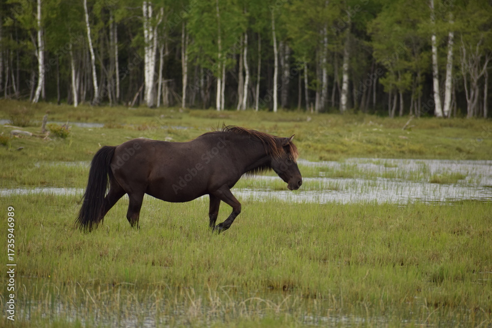 Fototapeta premium Wild horses grazing near river in green landscape