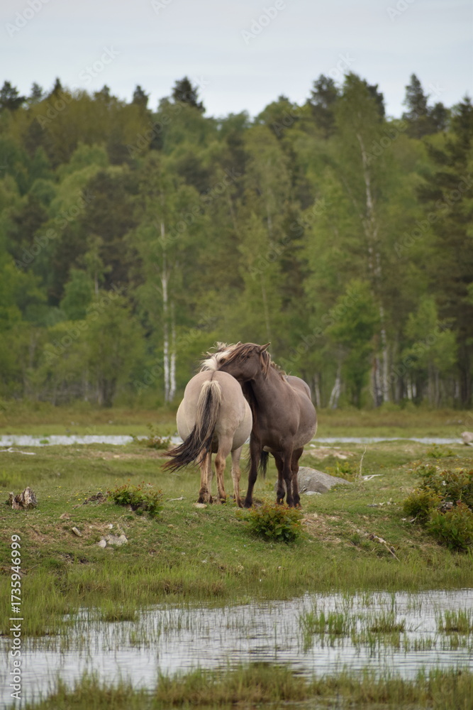 Fototapeta premium Wild horses grazing near river in green landscape