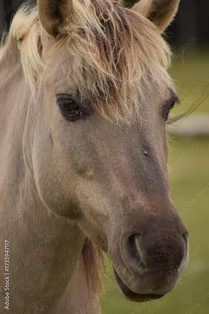 Obraz premium Wild horses grazing near river in green landscape