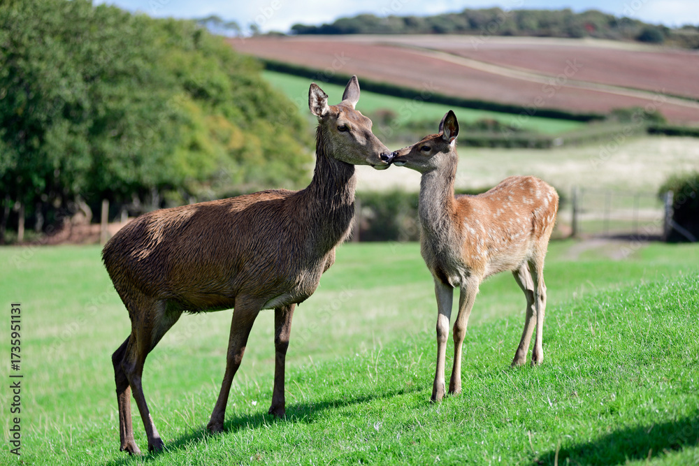 Fototapeta premium Red Deer Mother & Offspring