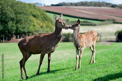 Red Deer Mother & Offspring