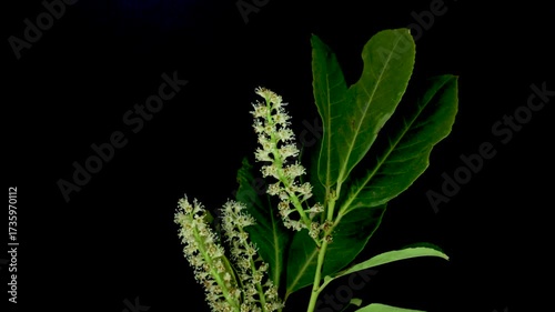 Prunus laurocerasus, also known as cherry laurel, common laurel and sometimes English laurel