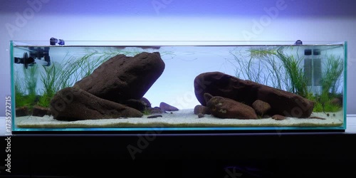 Pea Puffers Dwarf puffer fish aquascape