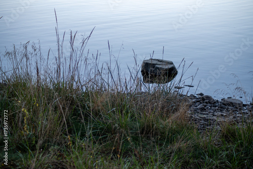 Weeds and Rock in Water