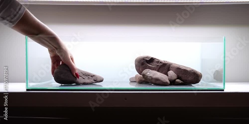 Pea Puffers Dwarf puffer fish aquascape