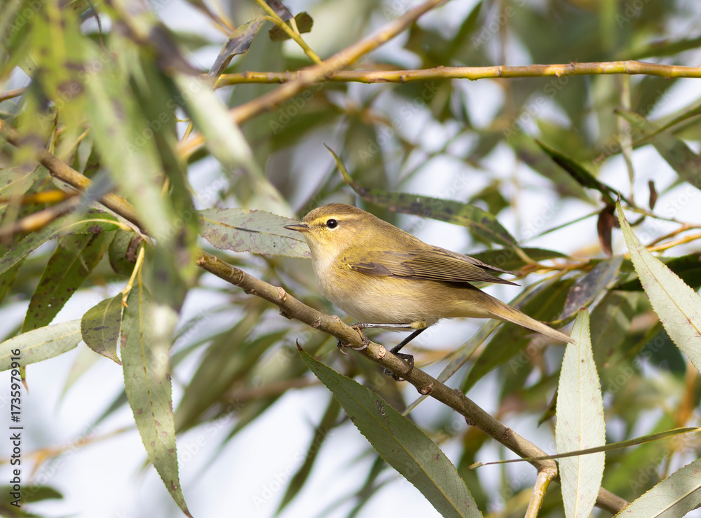 Fototapeta premium Common chiffchaff, Phylloscopus collybita. In the morning, a bird sits on a branch