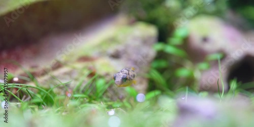 Pea Puffers Dwarf puffer fish aquascape