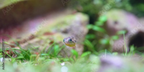 Pea Puffers Dwarf puffer fish aquascape