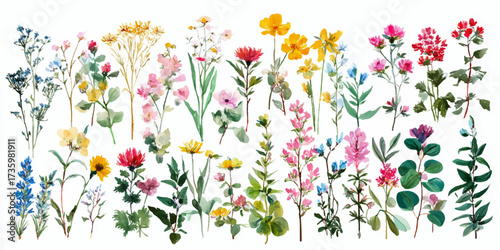 Vibrant collection of diverse wildflowers and botanical elements in a horizontal arrangement