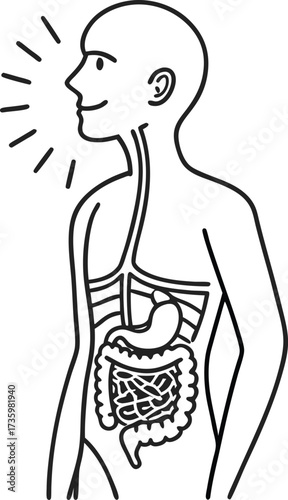 Understanding human digestive system anatomy, showing stomach, intestines, and esophagus for medical education or healthcare marketing. Organs explained.