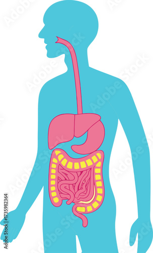 Digestive system anatomy illustration for medical education, showing human organs for biology studies and health awareness in a colorful graphic, originally vector.