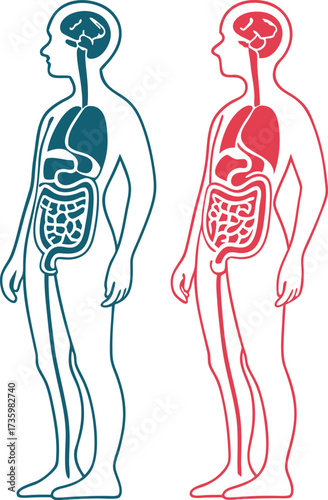Anatomical human body illustration showing internal organs, a medical diagram for education and healthcare, rendered from a scalable vector graphic