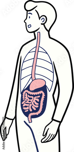 Human anatomy digestive system illustration showing esophagus, stomach, intestines, and ribs for health education or medical research resources