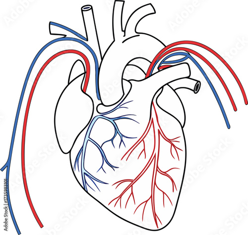 Detailed heart illustration showcasing circulatory system anatomy for medical education, textbooks, or healthcare websites with clear visual aids